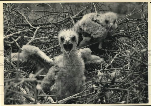 1988 press photo - 1988, hawk