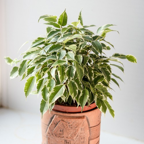Ficus benjamina kinky jute - ficus,