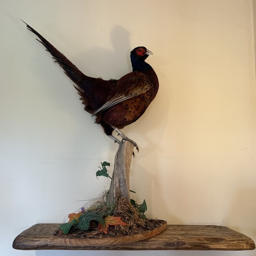 Pheasant male mounted - male,