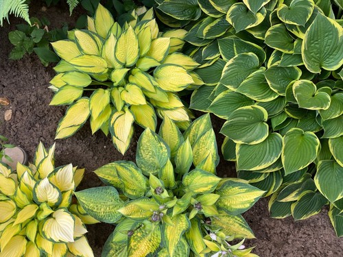 Special offer hosta - hosta,