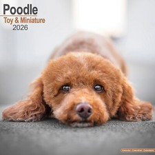 Toy & Miniature Poodle 2026 Calendar | Dog Breed Gift Wall 15% OFF MULTI ORDERS