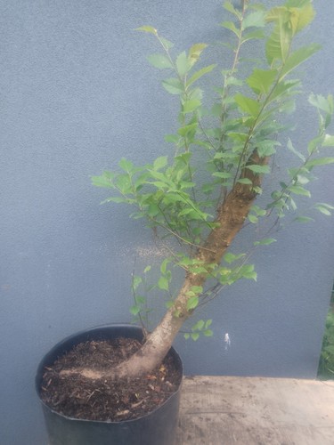 Elm bonsai tree - elm,