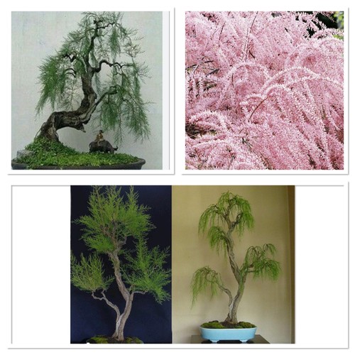 Weeping tamarix tetrandra - weeping,