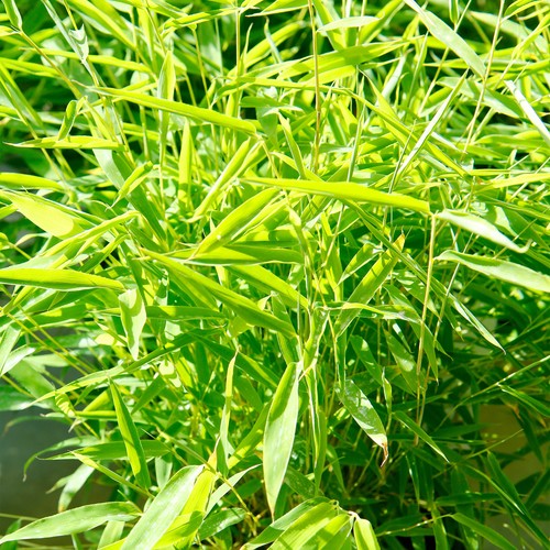 Fargesia rufa umbrella bamboo - fargesia,