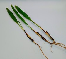 3 x Trachycarpus Latisectus