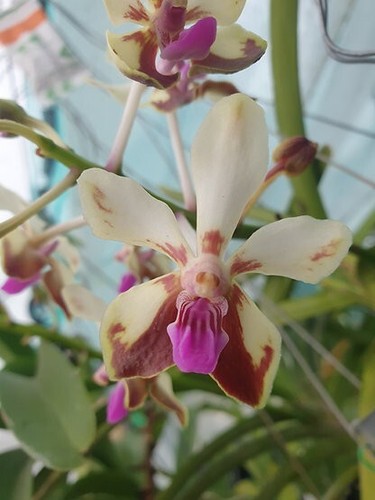 Rare vanda lamellata var - vanda,