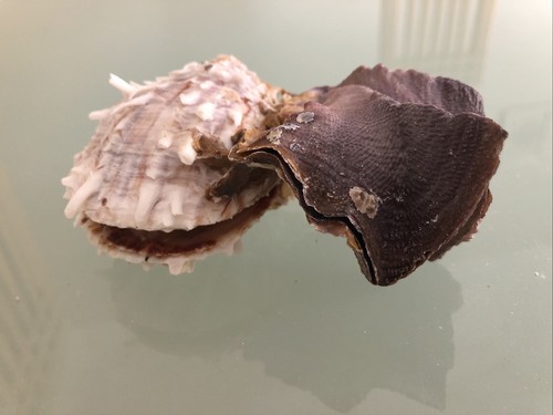 Cockscombe oyster sea - cockscombe,