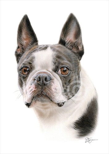 Colour pencil drawing print - , of