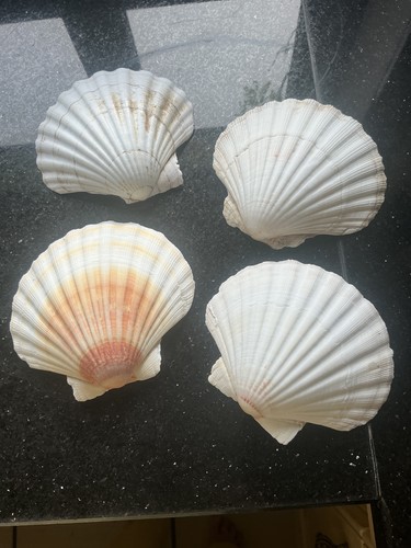 Scallop shells large - scallop,