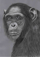 Original pencil artwork ape
