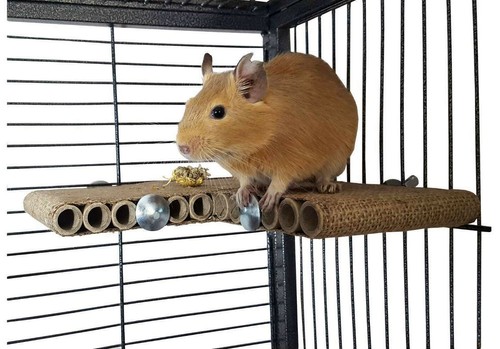 Totally degu corner - totally,