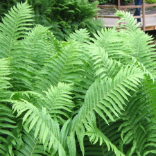 Matteuccia struthiopteris 'Ostrich Fern' Perennial Tree Fern | 9cm Pot