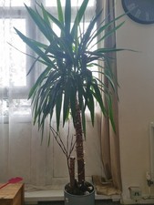 Yucca elephantipes large - elephantipes,