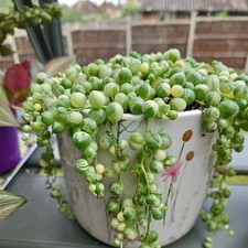 Variegated String of Pearls 4