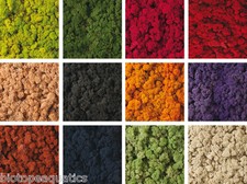 Air Plant MOSS - For House