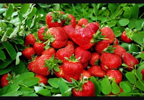 Seeds alpine strawberry - alpine,