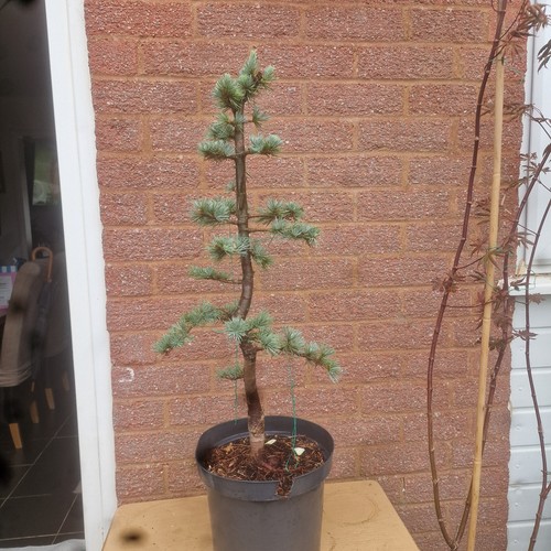 Blue cedar bonsai material - blue,