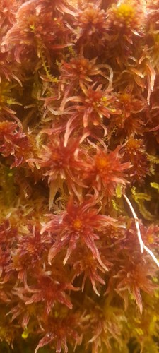 Red sphagnum moss - red,