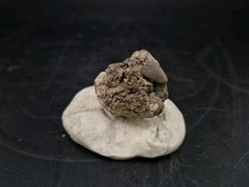 Real Fossil Dinosaur Egg Embro