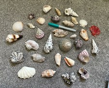 200 item Collection Natural Real Shells Coral Sea Marine Beach Finds Curiosities
