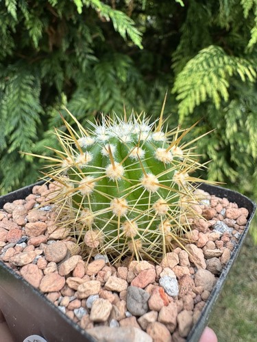 Large flowered echinopsis - large,