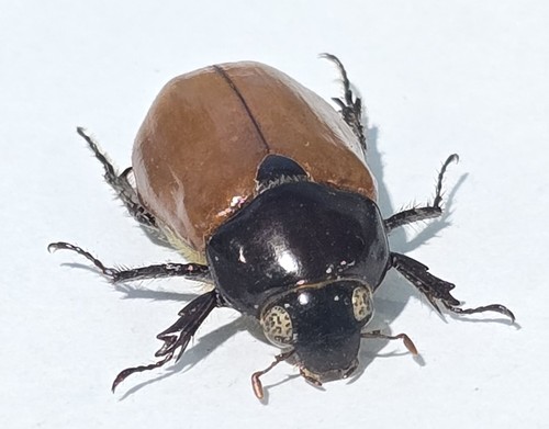 1436 scarabaidae - 1436,