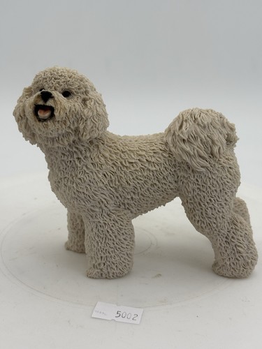 Castagna italy bichon - italy,