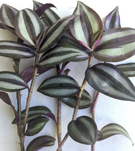 Cuttings no - 10,