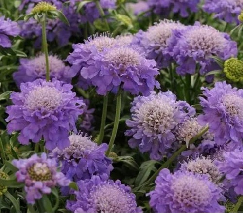 Perennial scabiosa 9cm - 3, 9cm-