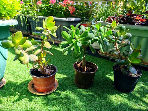 1xjade plant houseplant - 1xjade, money
