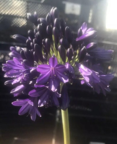 Agapanthus royal velvet - agapanthus, velvet’