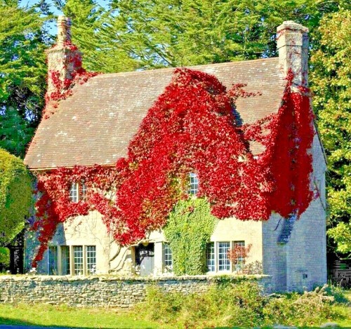 Virginia creeper plant - virginia,