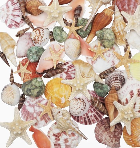 Pcs large seashells - pcs, mixed