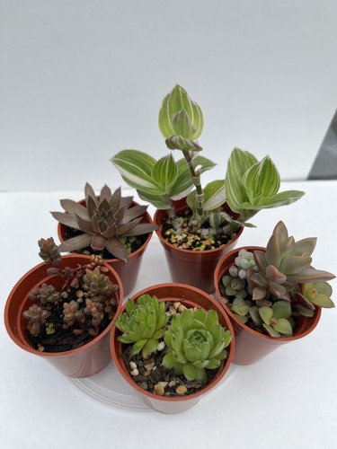 Succulent cacti mix 5 - succulent,