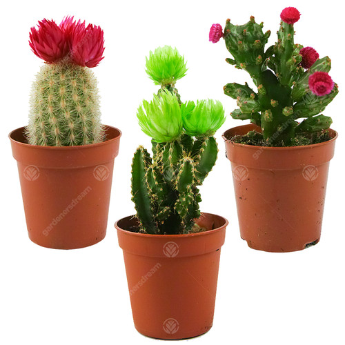 Mini disco cactus - mini, house
