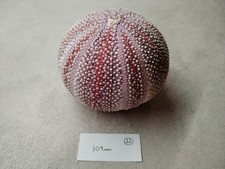 1 Extra Large Scottish Sea