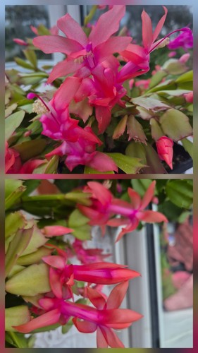 Schlumbergera different - , 4