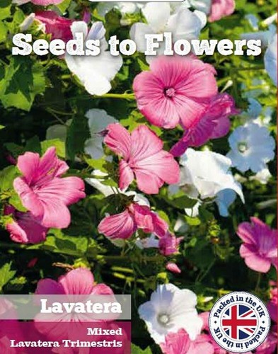 Lavatera trimestris mixed - lavatera,