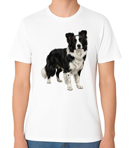 Border collie dog standing - collie,