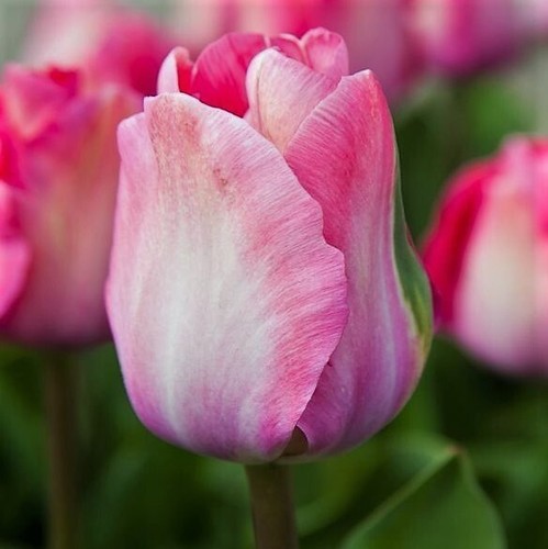 Darwin tulip pink - pink, sound