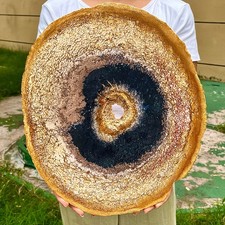 8.46LB Beautiful Gem Coloration Petrified Wood Slab Slice Rare Madagascar