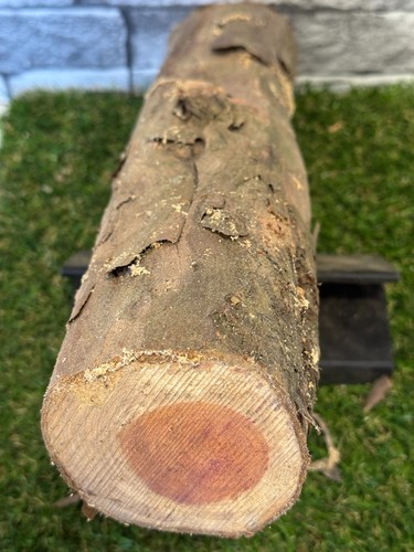 Year air dried yew - 20,