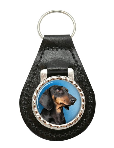Miniature dachshund portrait - dachshund,