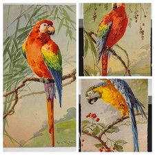 3 PC'S ~ 3 Artist signed C. KLEIN parrots vintage postcards birds fauna fantasy