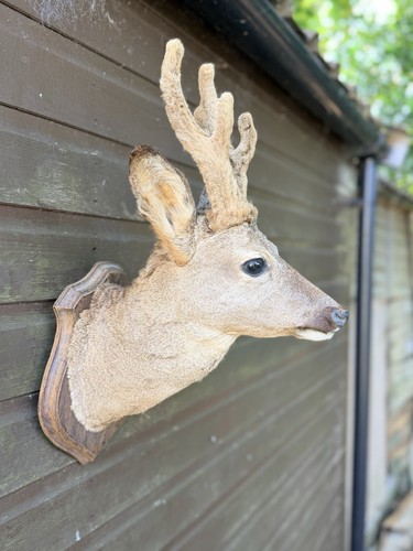 Vintage taxidermy roe - vintage,