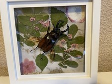 Fighting Giant Stag Beetle