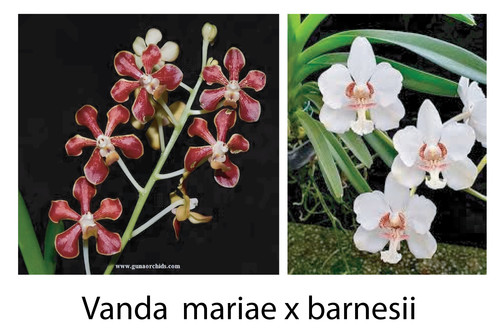 Rare vanda mariae barnesii - mariae, x