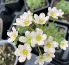 Saxifraga cotyledon
