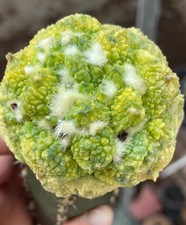 6.2cm Rare Ariocarpus Fis Hybird 'Godzilla' WYSIWYG G rafted Variegated