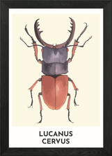 Stag Beetle Framed Wall Art